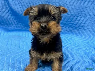 Yorkshire Terrier dogs Jesse - Ad 36