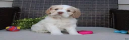 Cocker Spaniel dogs for sale: Frankie - Ad 4