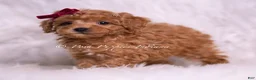 Toy Poodle dogs for sale: Olive - Ad 5