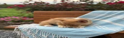 Welsh Corgi Pembroke dogs for sale: Jasper - Ad 12