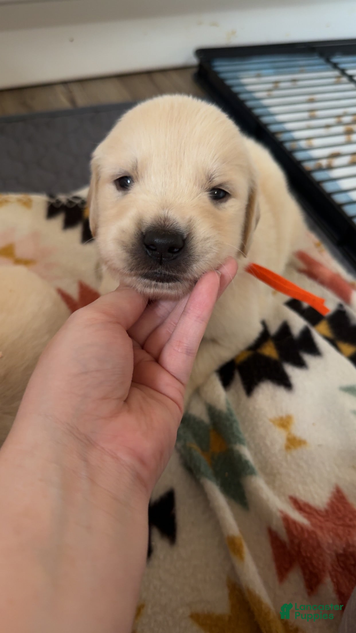 Golden Retriever dogs Cadbury (Orange Collar) - Ad 10