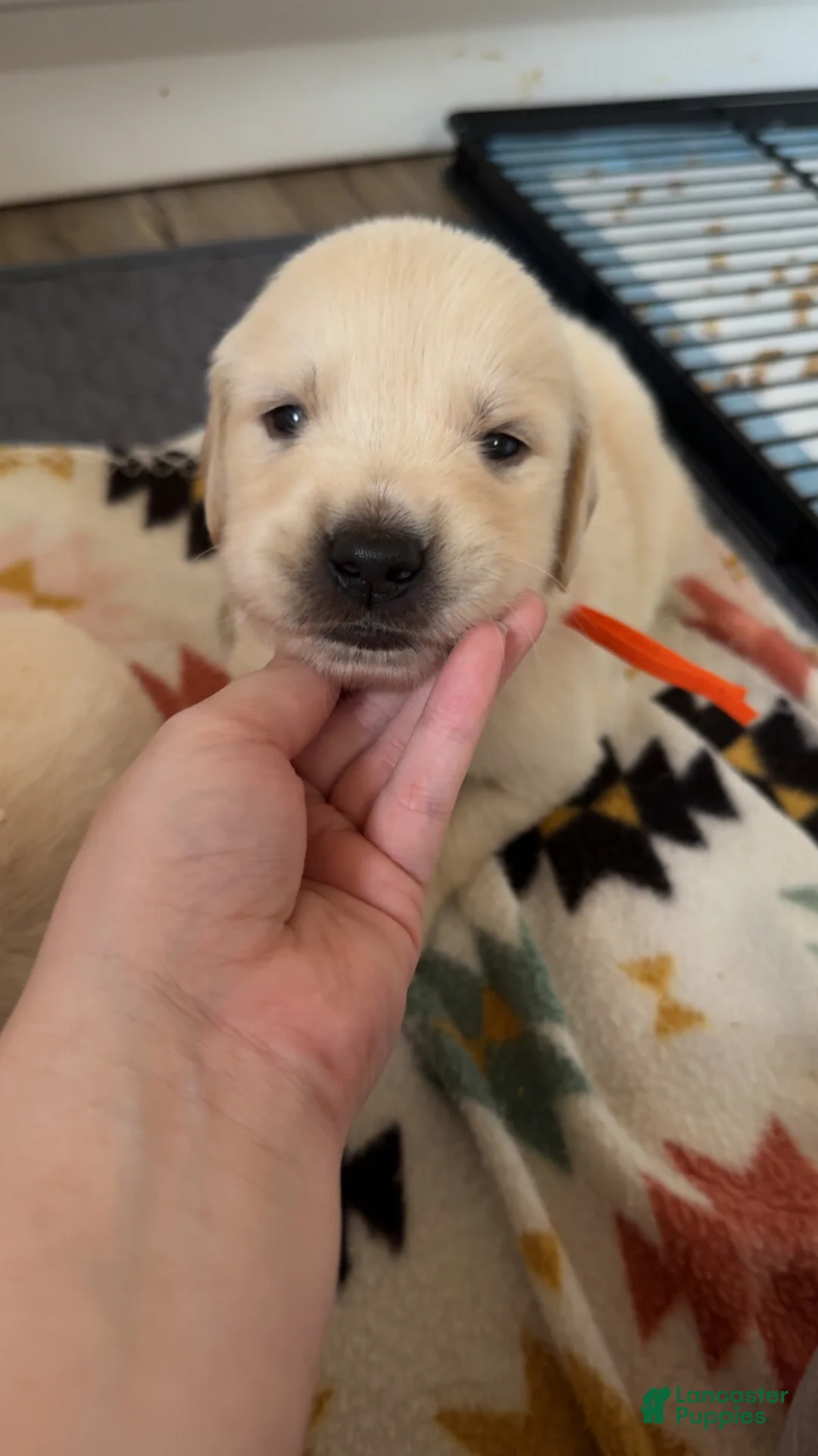 Golden Retriever dogs for sale: Cadbury (Orange Collar) - Ad 1