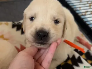 Golden Retriever dogs Cadbury (Orange Collar) - Ad 10