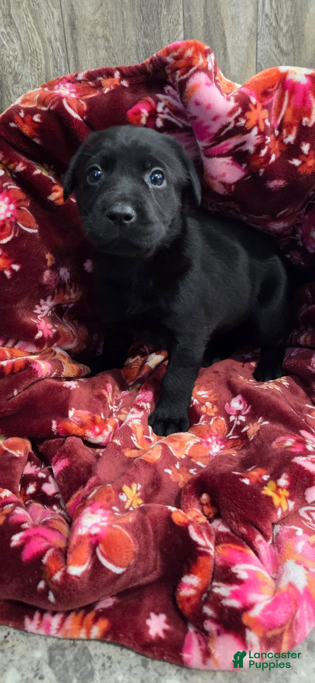 Labrador Retriever dogs for sale: Sadie - Ad 2