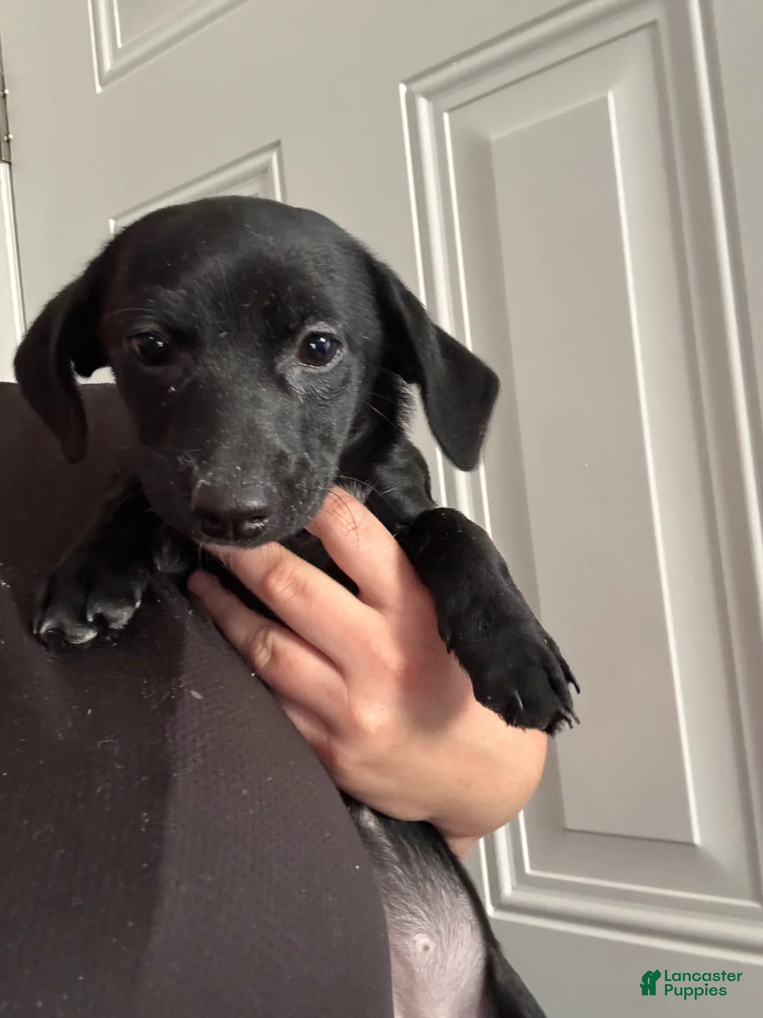Chiweenie dogs for sale: Chiweenie puppy - Ad 2