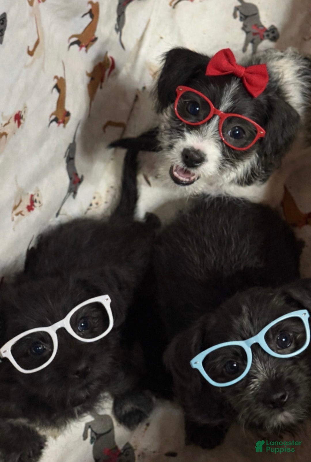 Shihpoo dogs for sale: Trell - Ad 8