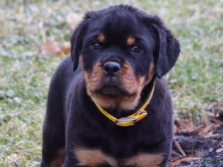 Rottweiler dogs Rustic - Ad 2
