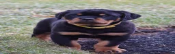 Rottweiler dogs for sale: Rustic - Ad 1