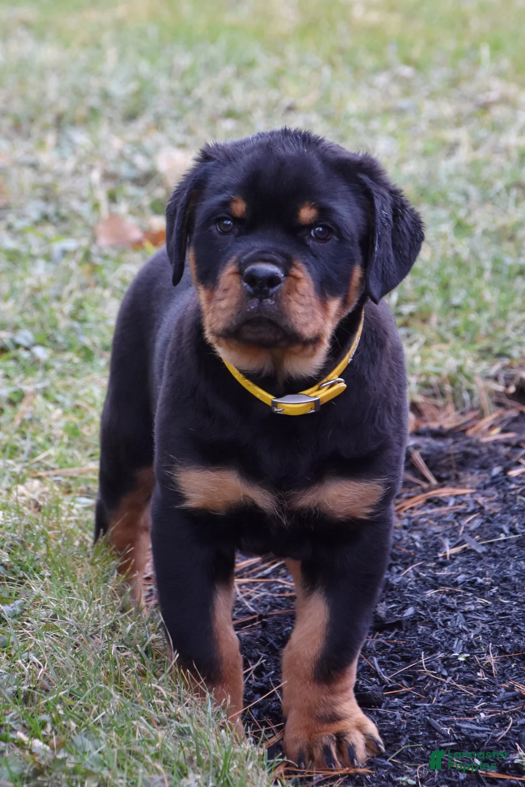 Rottweiler dogs for sale: Rustic - Ad 1