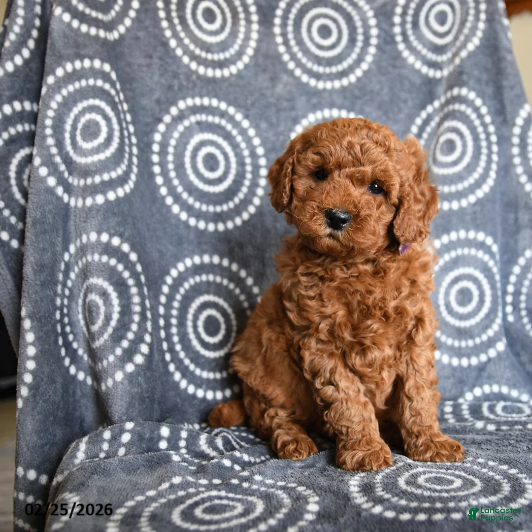 Mini Goldendoodle dogs for sale: Buck - Ad 1