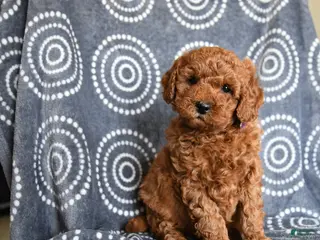 Mini Goldendoodle dogs for sale: Buck - Ad 1