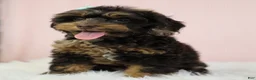 Cockapoo dogs for sale: Magdalena 🍓 - Ad 8