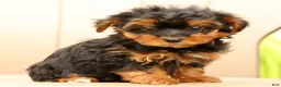 Morkie dogs for sale: Dawn - Ad 8