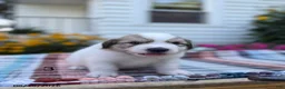 Great Pyrenees dogs for sale: Rover - Ad 5