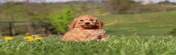 Miniature Labradoodle dogs for sale: Tigger - Ad 4