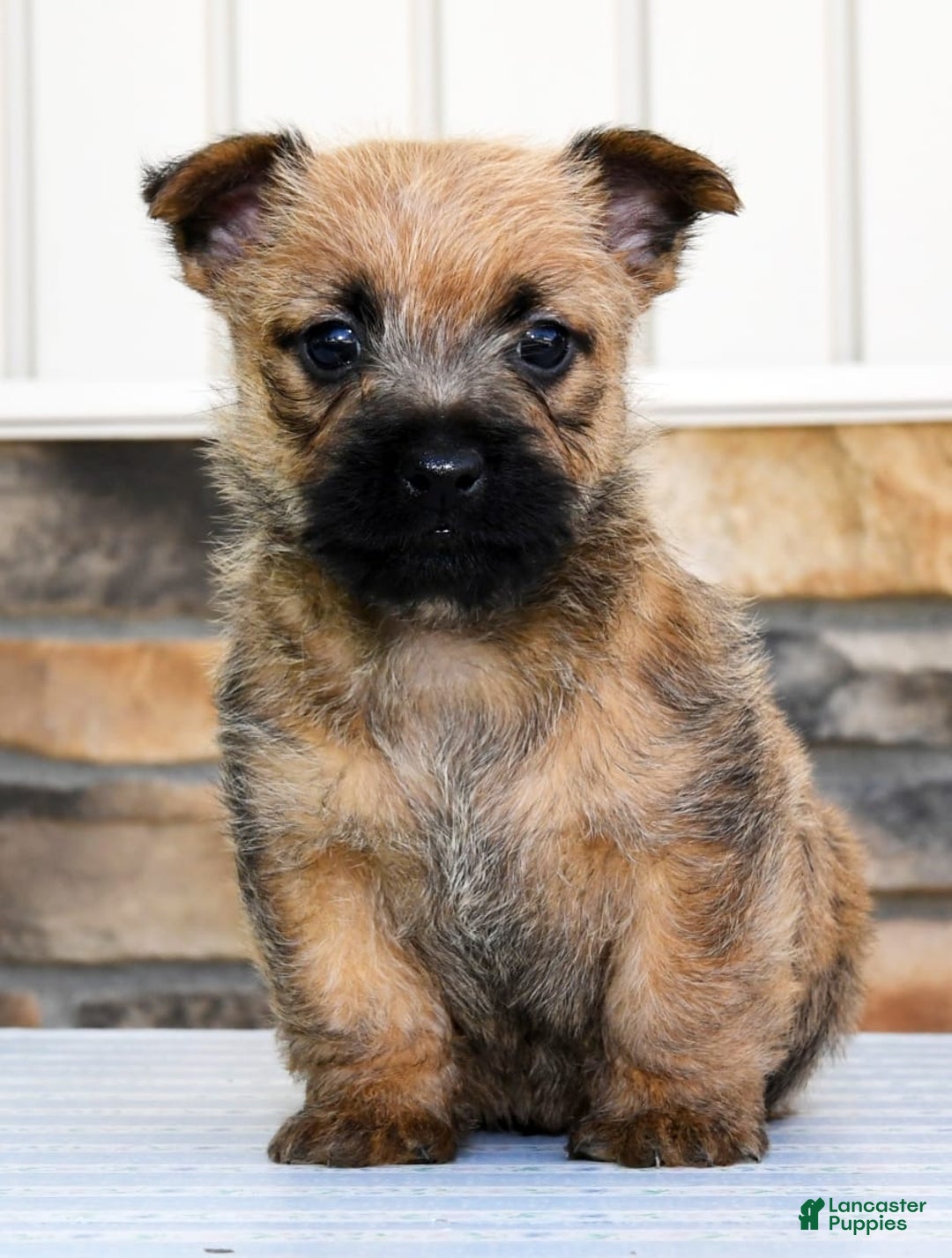 Gallery Image {{count}}