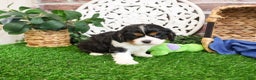 Cavalier King Charles Spaniel dogs for sale: Keeter - Ad 10