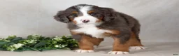 Bernedoodle dogs for sale: Shadow - Ad 4
