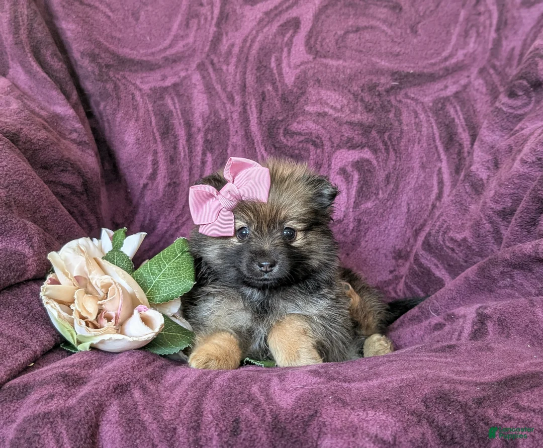 Pomeranian dogs for sale: Jennae - Ad 8