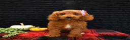 Cavapoo dogs for sale: Orie - Ad 2