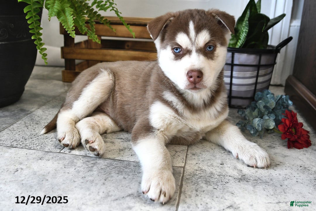 Siberian Husky dogs for sale: Pebble  - Ad 2