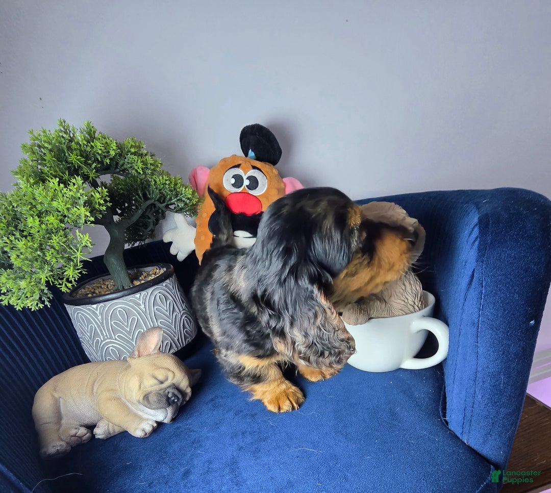 Miniature Dachshund dogs for sale: Miniature Dachshund estrella - Ad 9