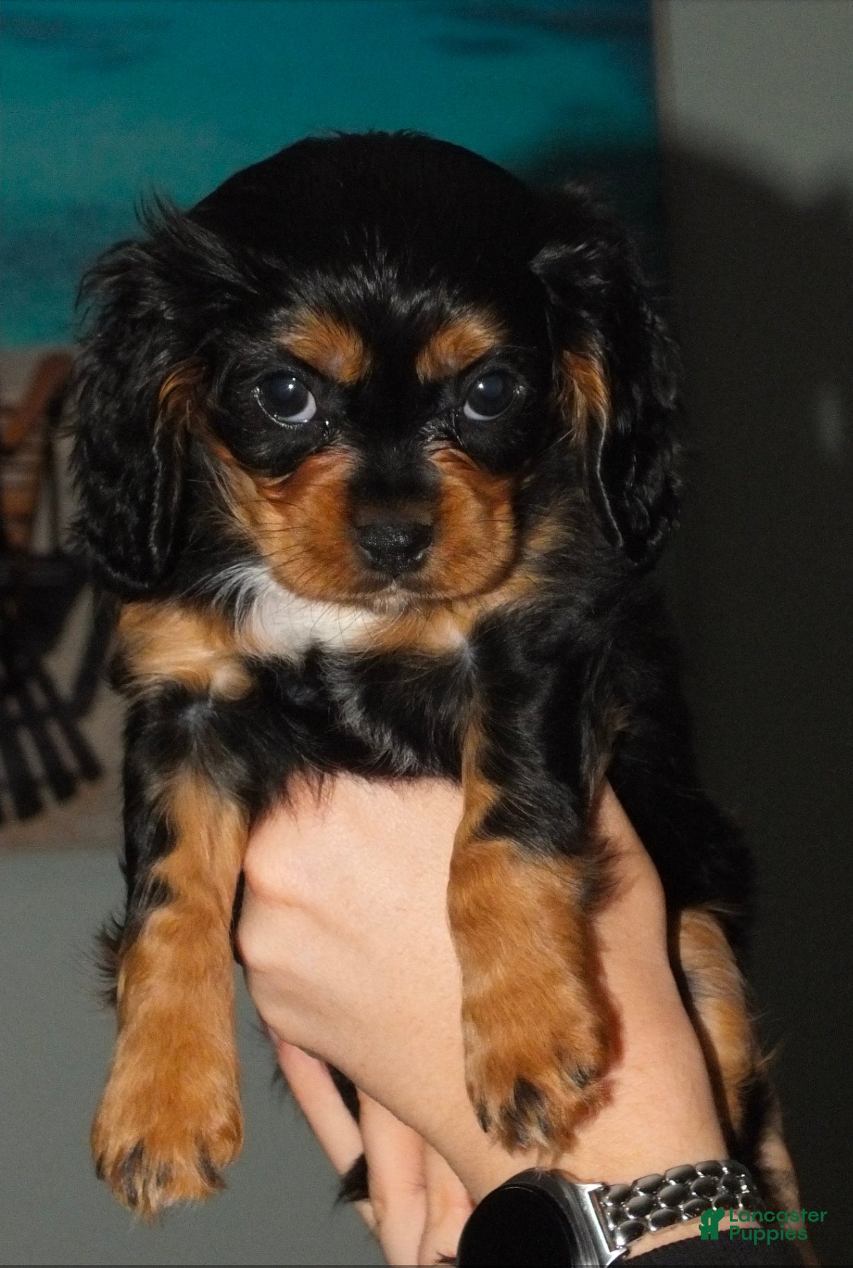 Cavalier King Charles Spaniel dogs Cavalier King Charles Spaniel Puppy 1- Tiago - Ad 13