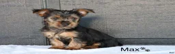 Yorkshire Terrier dogs for sale: Max - Ad 3