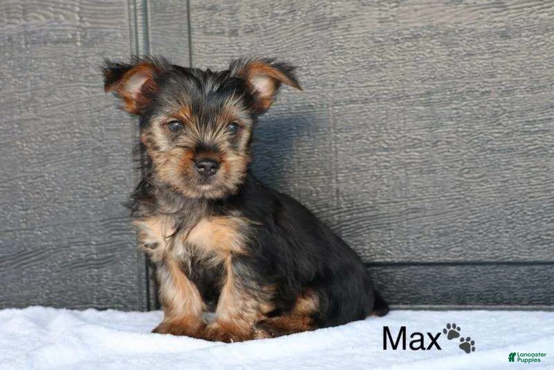 Yorkshire Terrier dogs for sale: Max - Ad 3