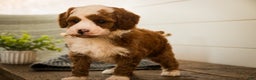 Miniature Poodle dogs for sale: Rick - Ad 3