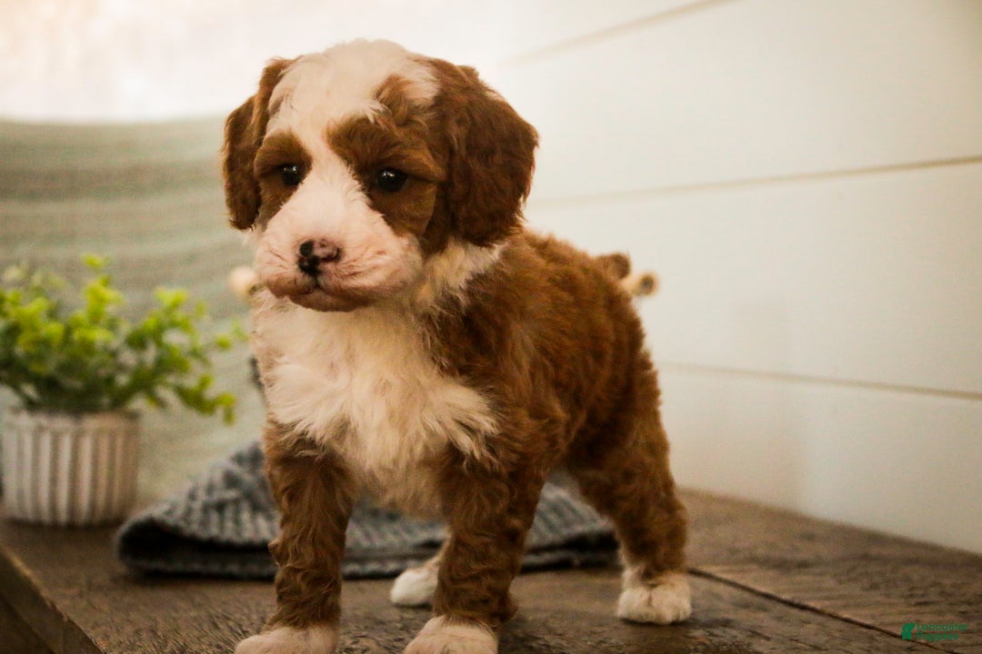 Miniature Poodle dogs for sale: Rick - Ad 3