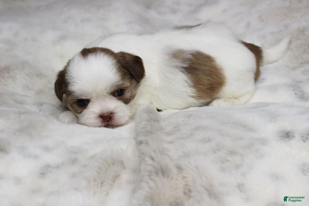Shih Tzu dogs for sale: Lucy - Ad 2