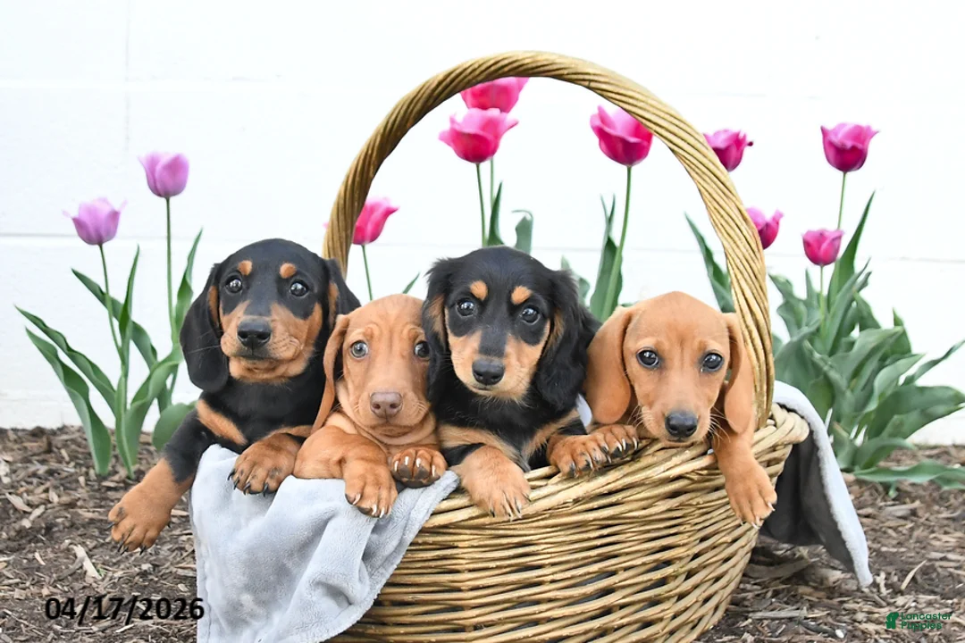 Miniature Dachshund dogs for sale: Winnie - Ad 3