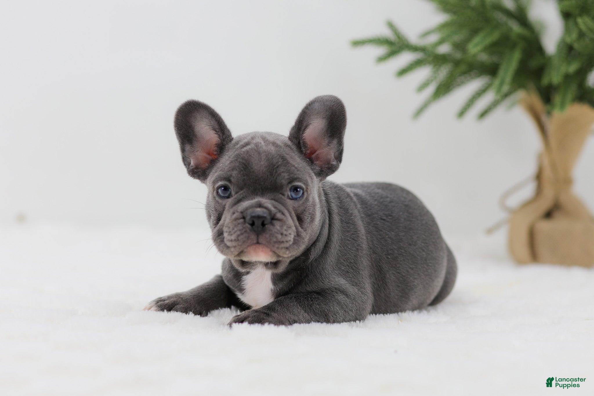 French Bulldog dogs Hannah - Ad 1