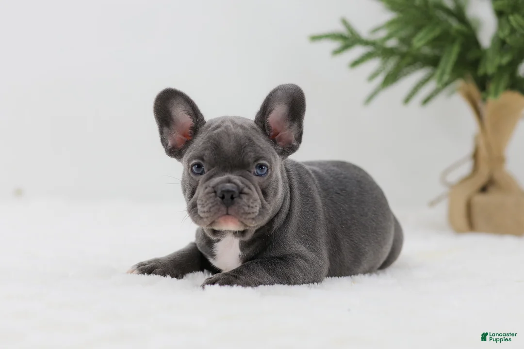 French Bulldog dogs for sale: Hannah - Ad 1
