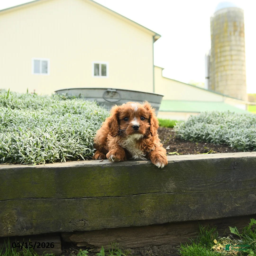 Cavapoo dogs for sale: Thor - Ad 5