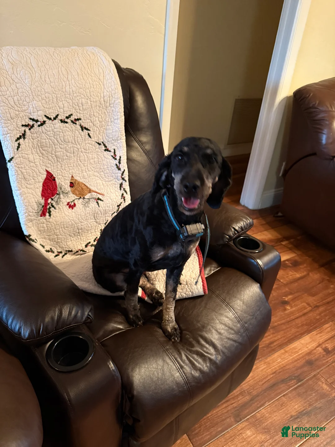 Mini Goldendoodle dogs for sale: Mini Goldendoodle Puppy 5 - Ad 5