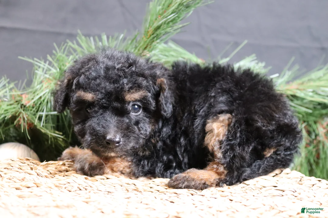 Cavapoo dogs for sale: Frosty - Ad 4