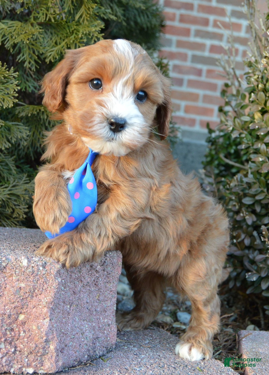 Cockapoo dogs for sale: Charlie - Ad 10