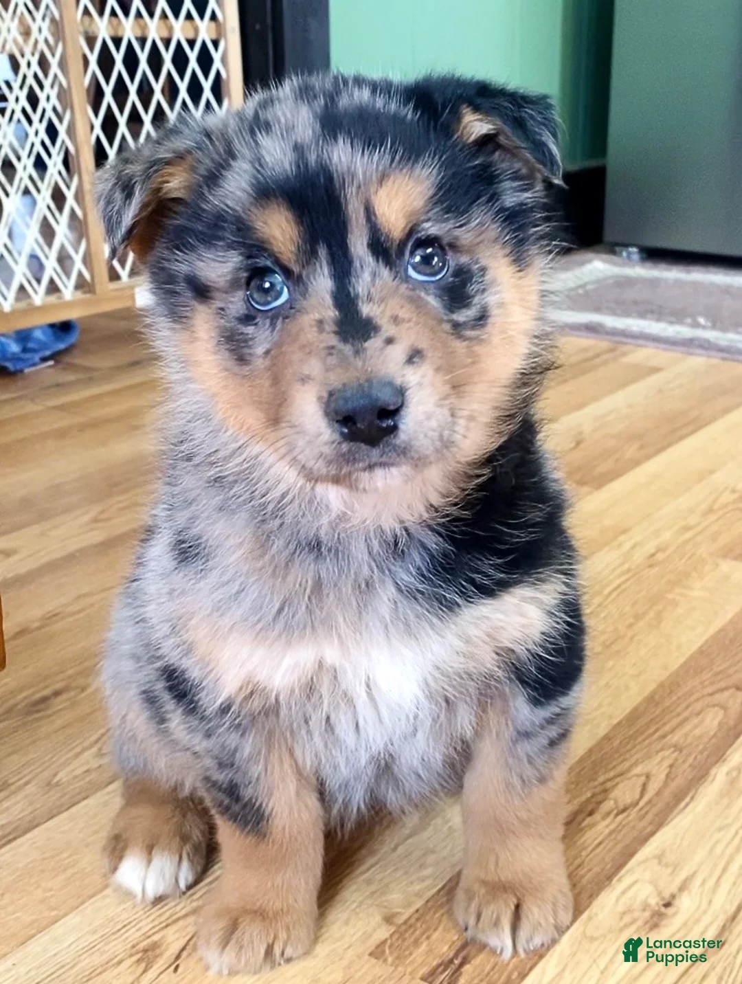 Mixed Breed dogs for sale: Kola - Ad 2