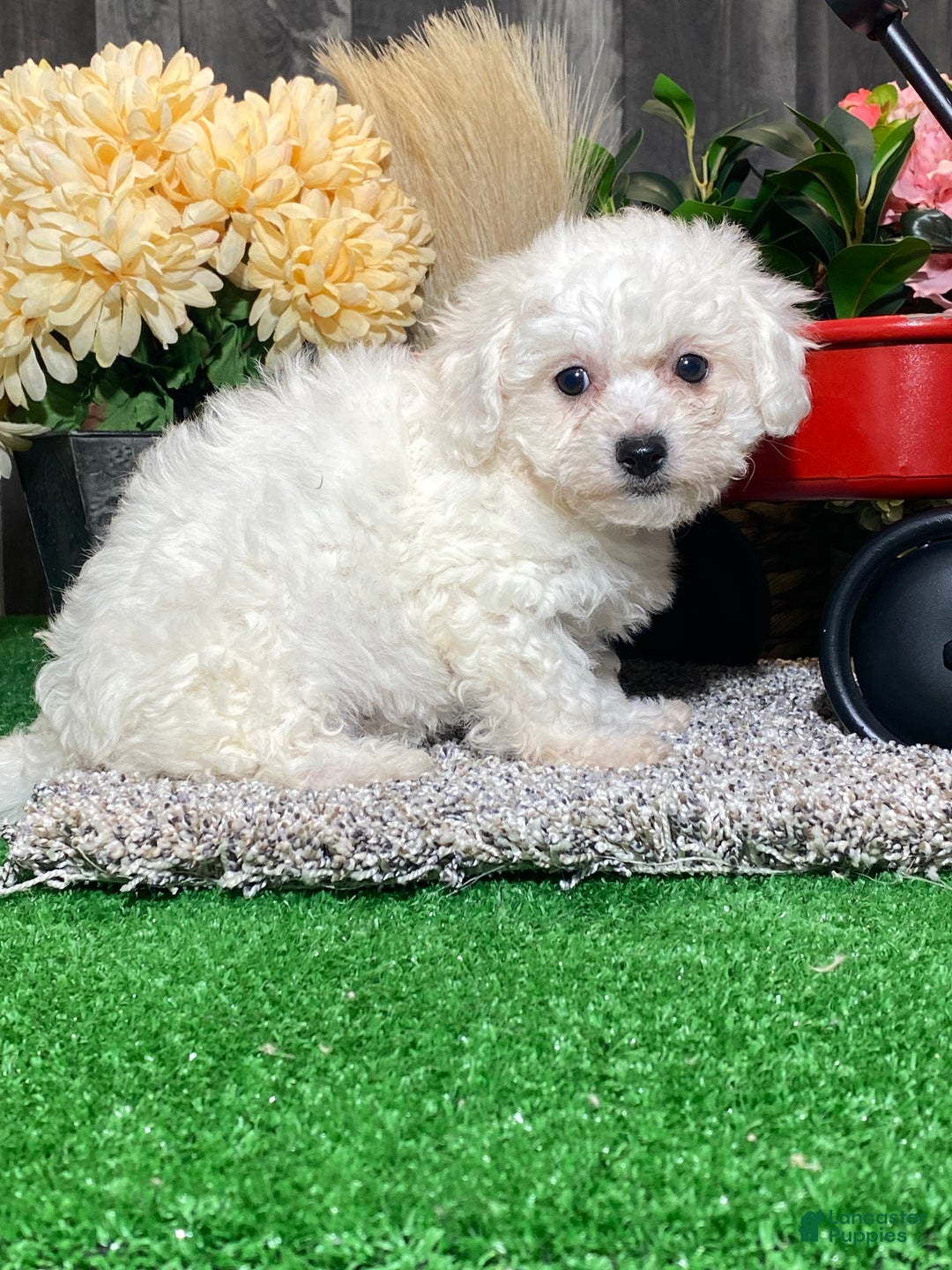 Bichon Frise dogs for sale: Bonnie - Ad 4