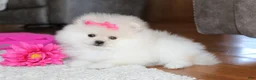 Pomeranian dogs for sale: Tiana - Ad 4