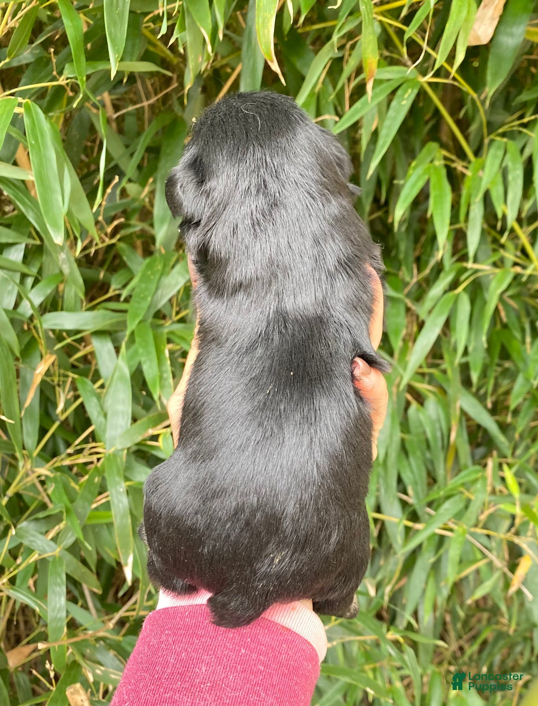 Miniature Schnauzer dogs for sale: Miniature Schnauzer Puppy 2 - Ad 3