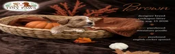 Cockapoo dogs for sale: Brown Collar - Ad 1