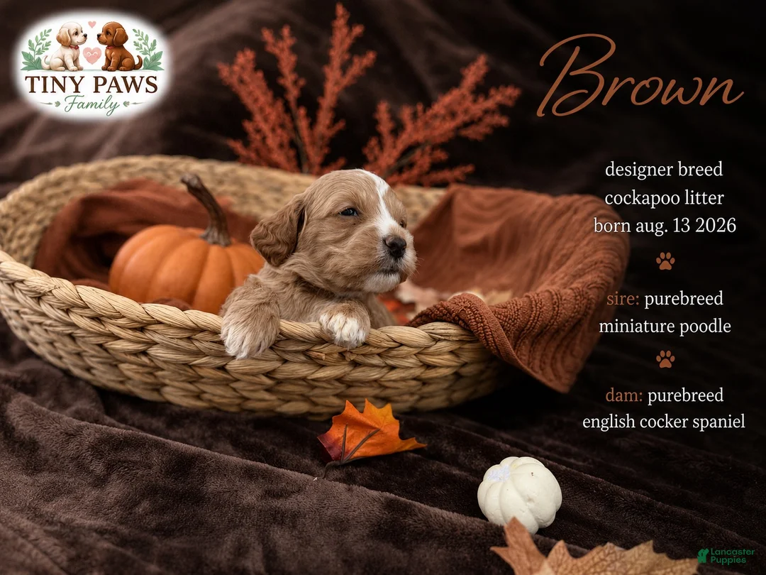Cockapoo dogs for sale: Brown Collar - Ad 1