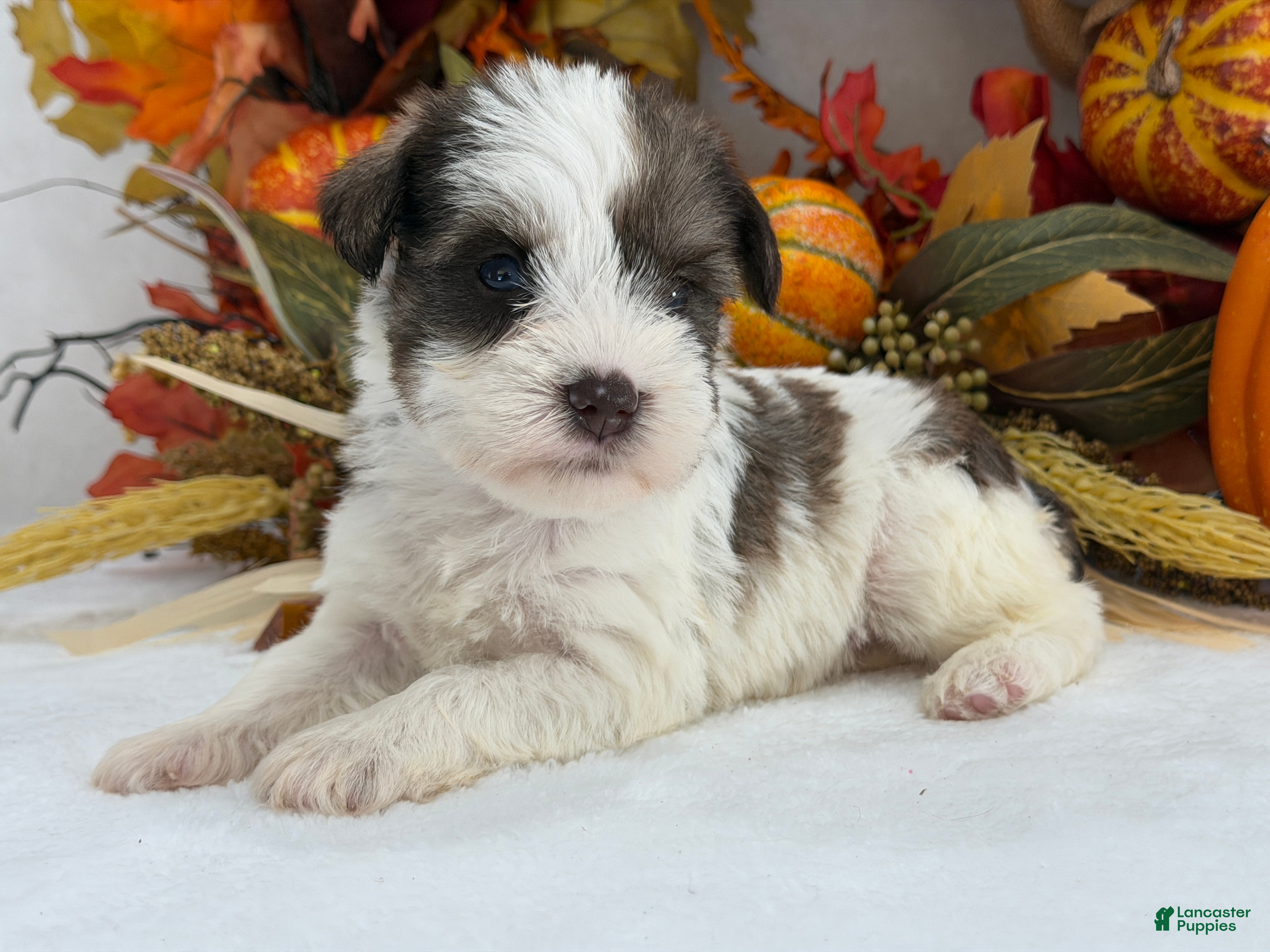 Miniature Schnauzer dogs for sale: Kora Male 4 - Ad 32