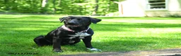 Mixed Breed dogs for sale: Roxy - Ad 2