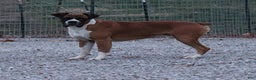 Boxer dogs for sale: Karla - Ad 12