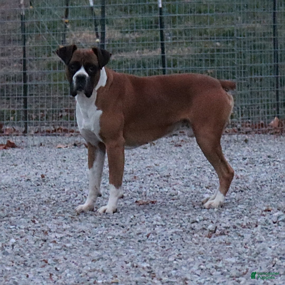 Boxer dogs for sale: Karla - Ad 12