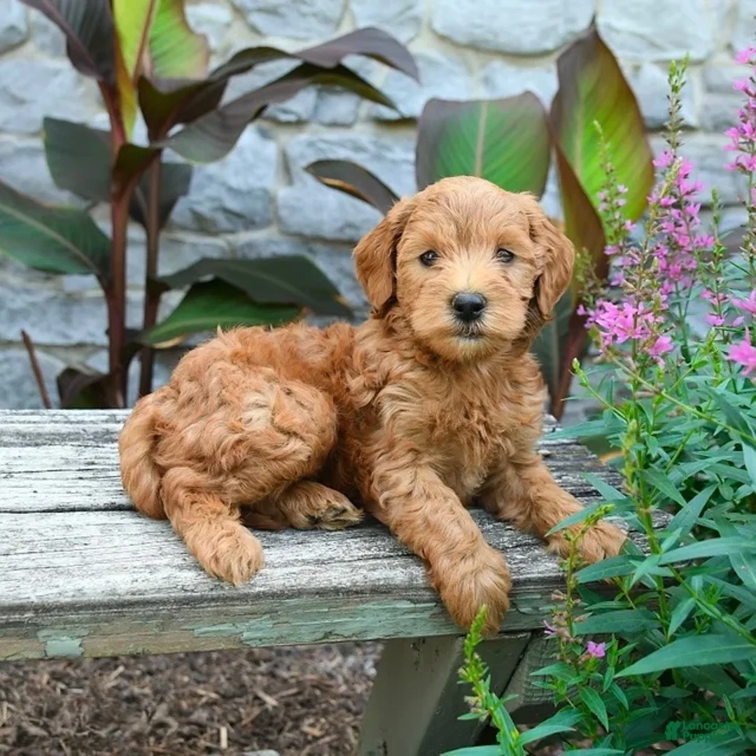 Mini Goldendoodle dogs for sale: Benji - Ad 1